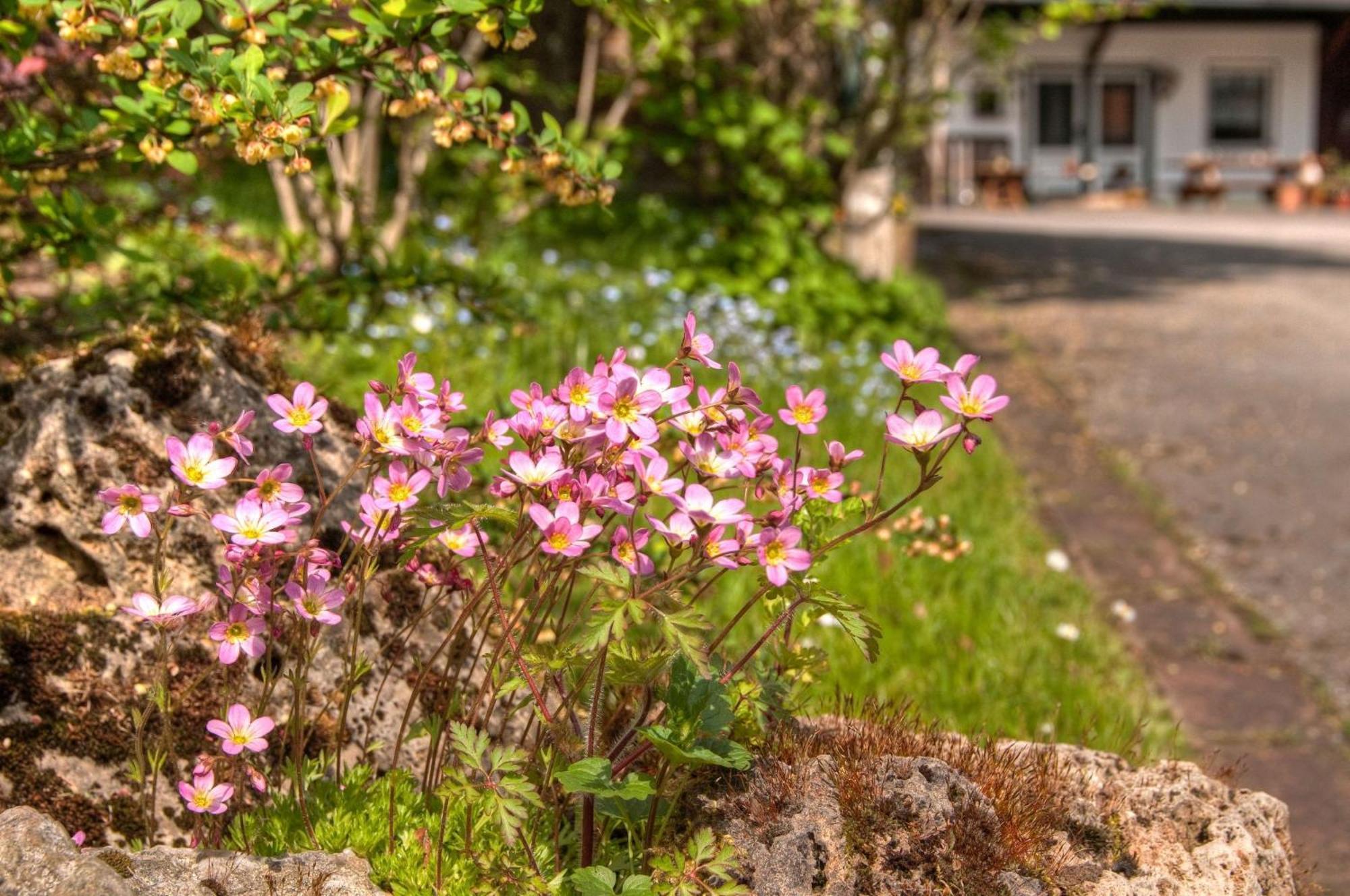 Ferienwohnungen Lindenhof Willingen  Esterno foto