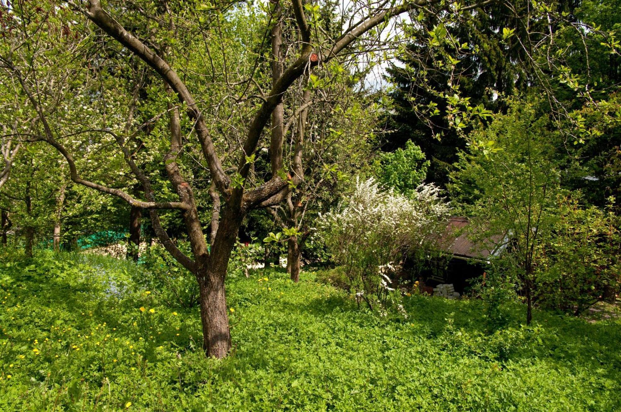 Ferienwohnungen Lindenhof Willingen  Esterno foto